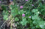 Purple woodsorrel